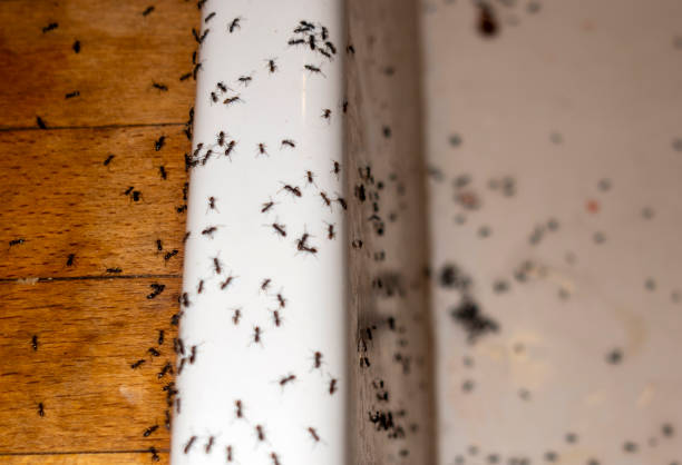 Spider Control Near Me in Natalbany, LA